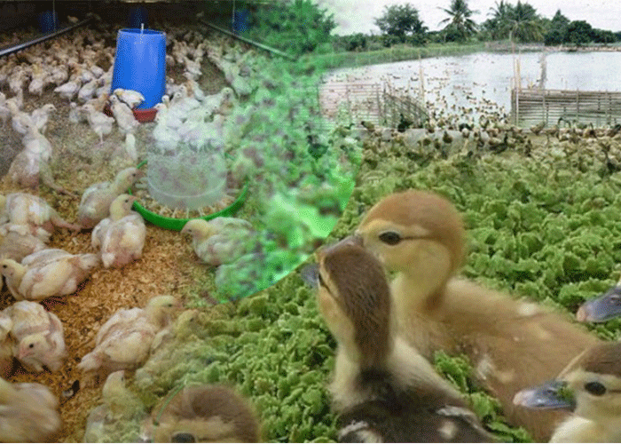 Azolla Production Technology