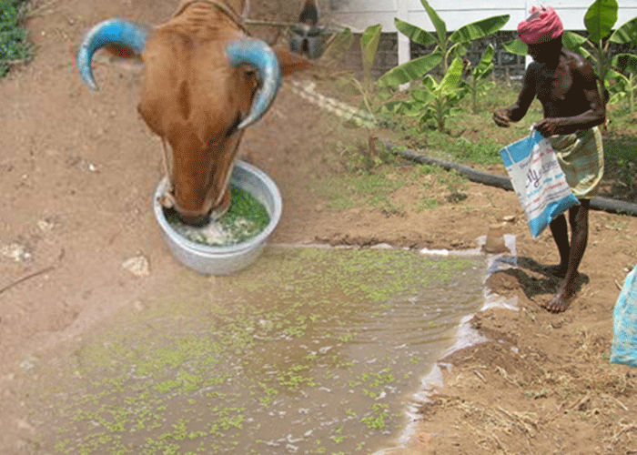 Azolla As Animal Feed