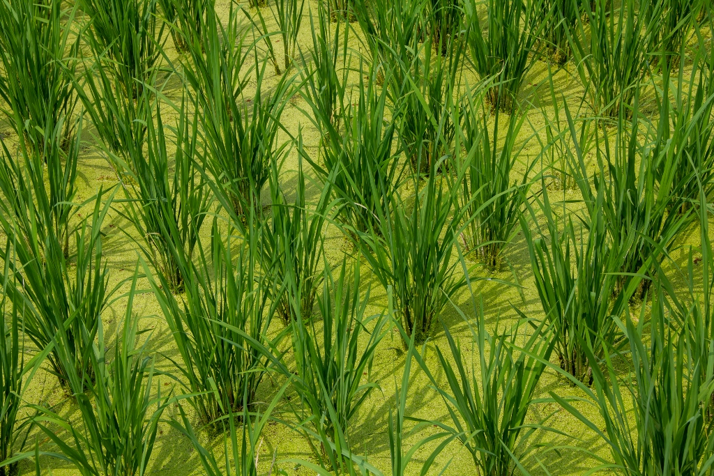 Azolla Benefits For Paddy Cultivation