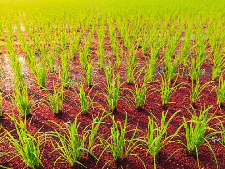Introduction Of Azolla In Paddy Fields