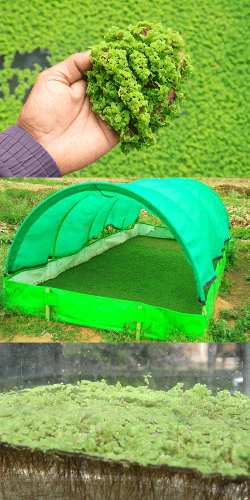 Suitable Climate To Grow Azolla