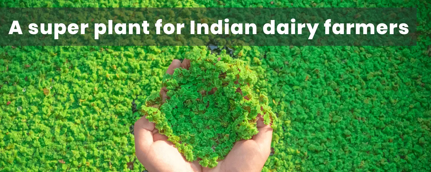 Azolla Amrit banner 1