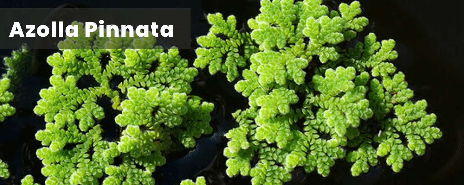 Azolla Amrit banner 2