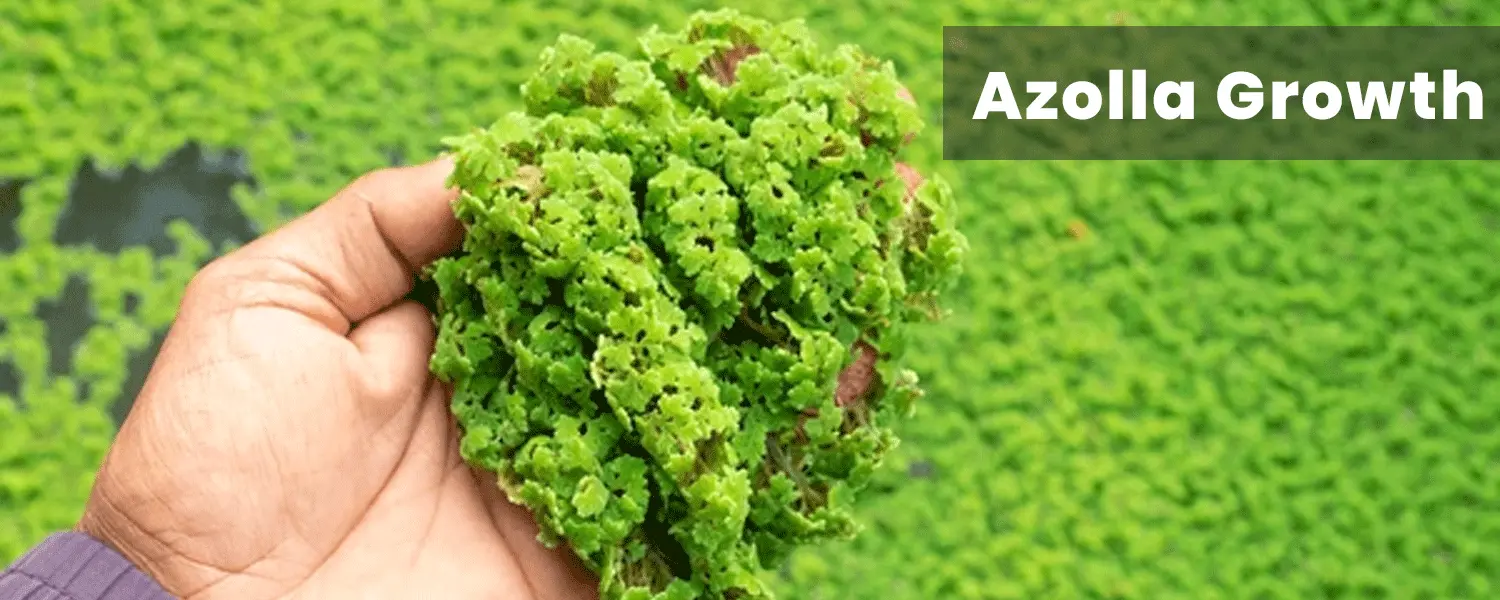 Azolla Amrit banner 3