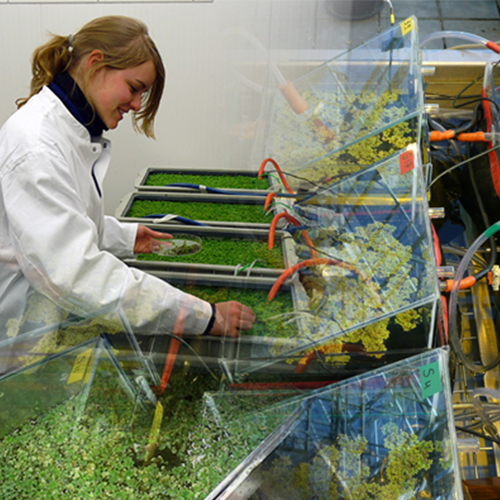 Azolla propagation